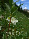 Cdn Rockies Adventure (Aug 2010) - Talus - 060
